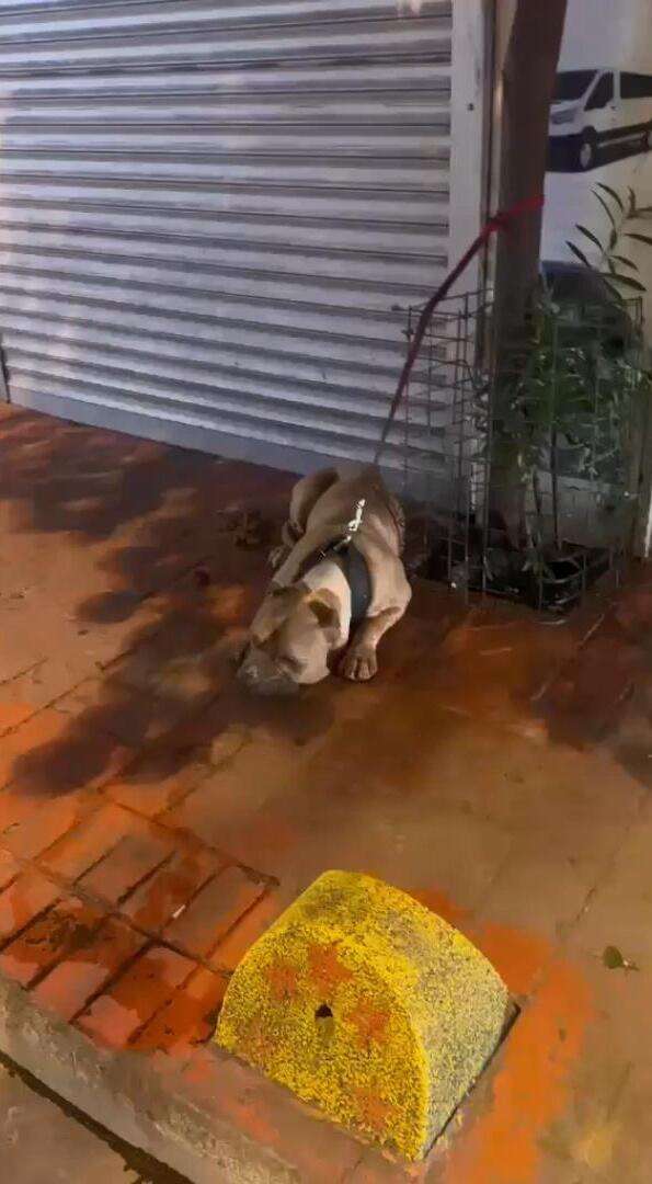Köpeğine saldıran pitbullun sahibini 3 yerinden bıçakladı 2